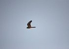 Torenvalk (Common Kestrel) (Falco tinnunculus) - Ongiin Khiid 18-08-2016 (2)